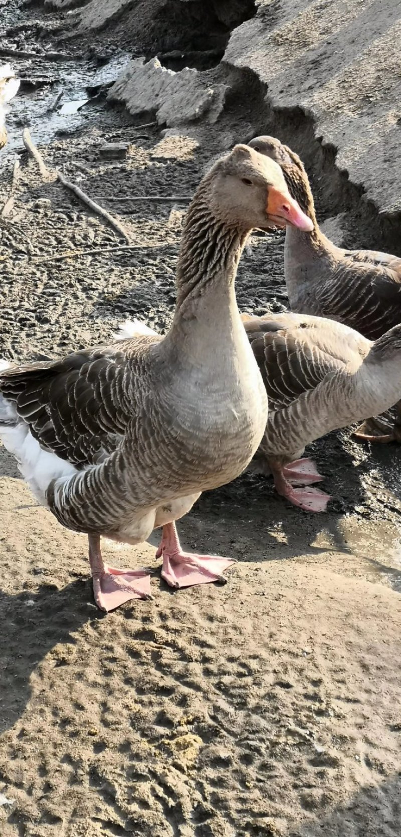 鹅苗孵化场
