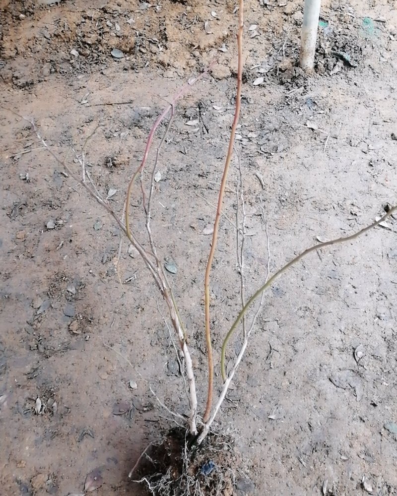 蓝莓苗，兔眼蓝莓。蓝莓。蓝莓树苗可结果。