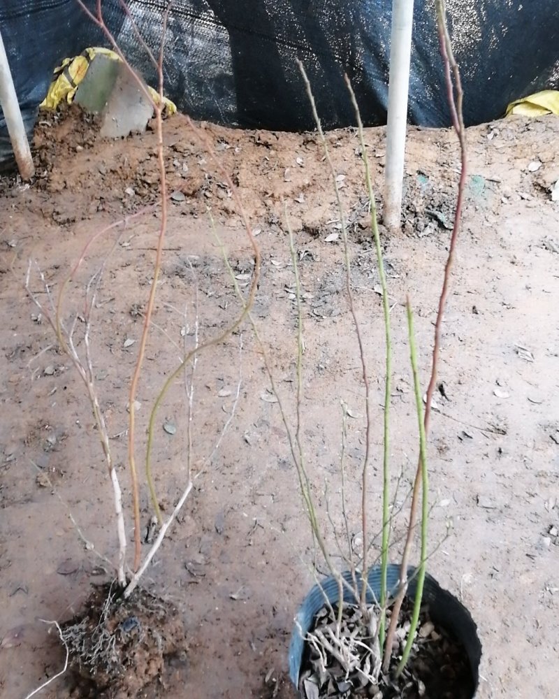 蓝莓苗，兔眼蓝莓。蓝莓。蓝莓树苗可结果。