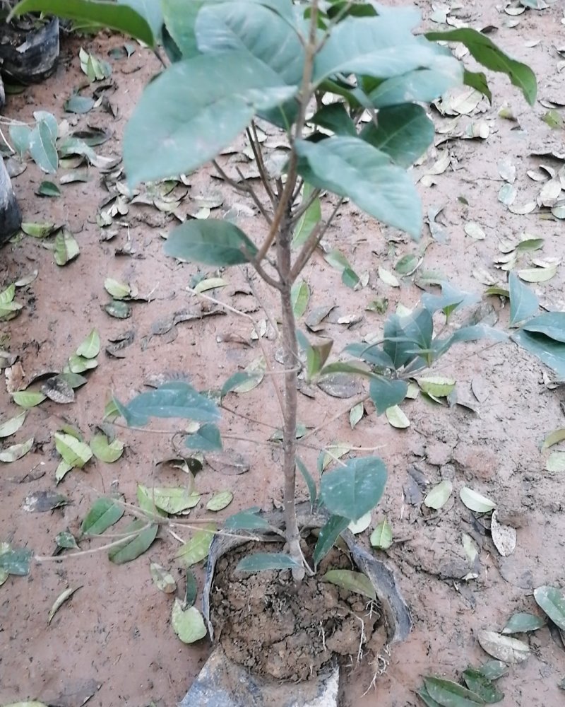 出售流苏树嫁接的八月桂花，四季桂金桂丹桂盆栽