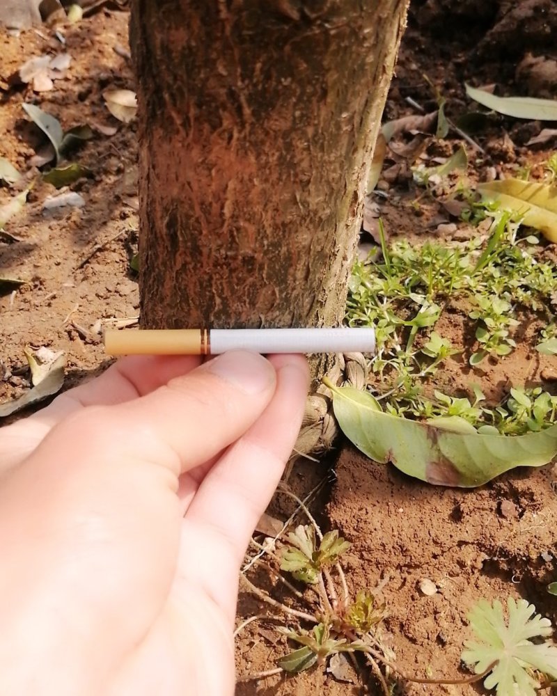 出售流苏树嫁接的八月桂花，四季桂金桂丹桂盆栽