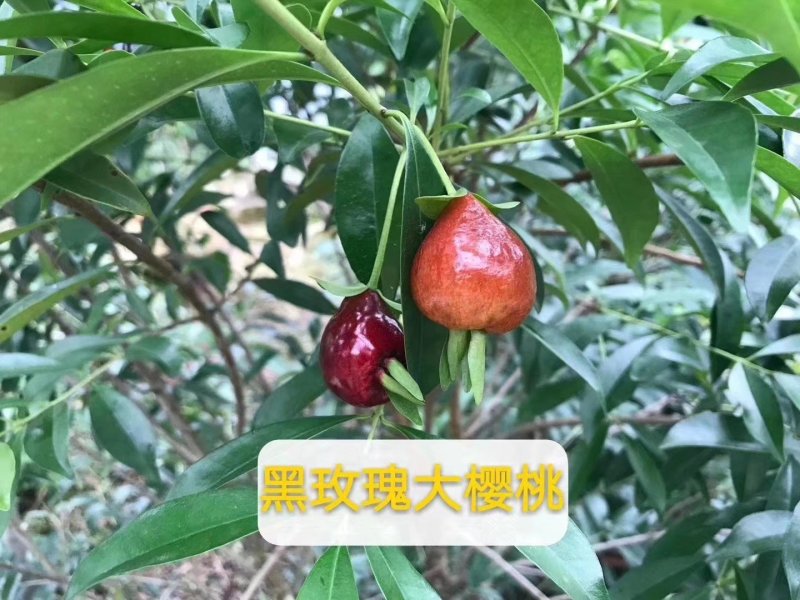 樱桃树苗樱桃苗大黑樱桃苗黑玫瑰樱桃苗