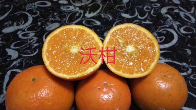 【热卖】重庆开州沃柑诚信代办量大质优欢迎致电