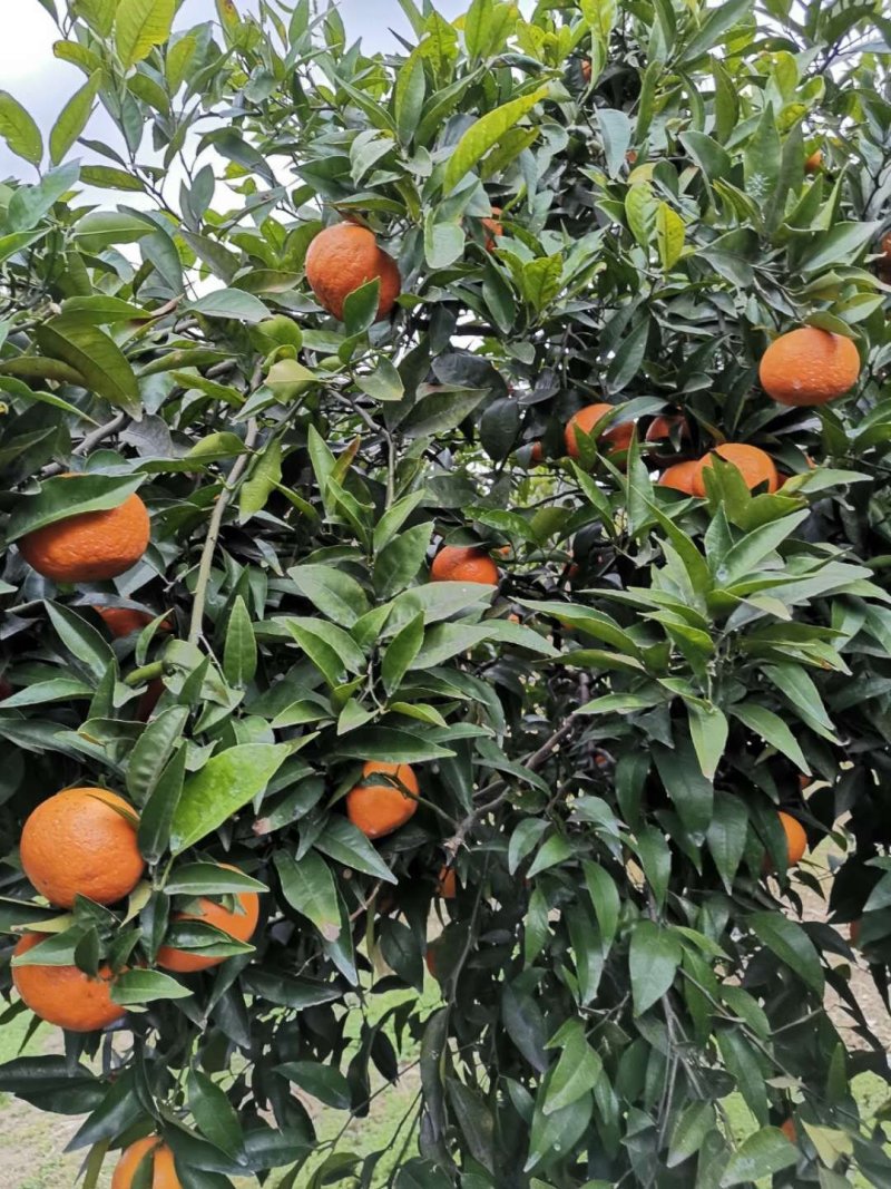 【热卖】重庆开州沃柑诚信代办量大质优欢迎致电