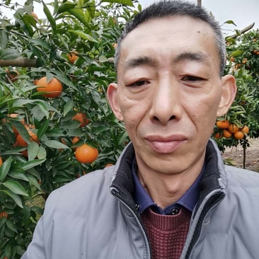 【热卖】重庆开州沃柑诚信代办量大质优欢迎致电