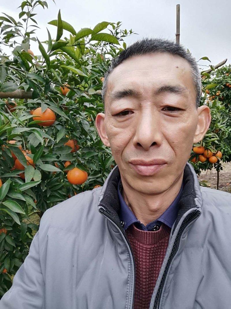 【热卖】重庆开州沃柑诚信代办量大质优欢迎致电