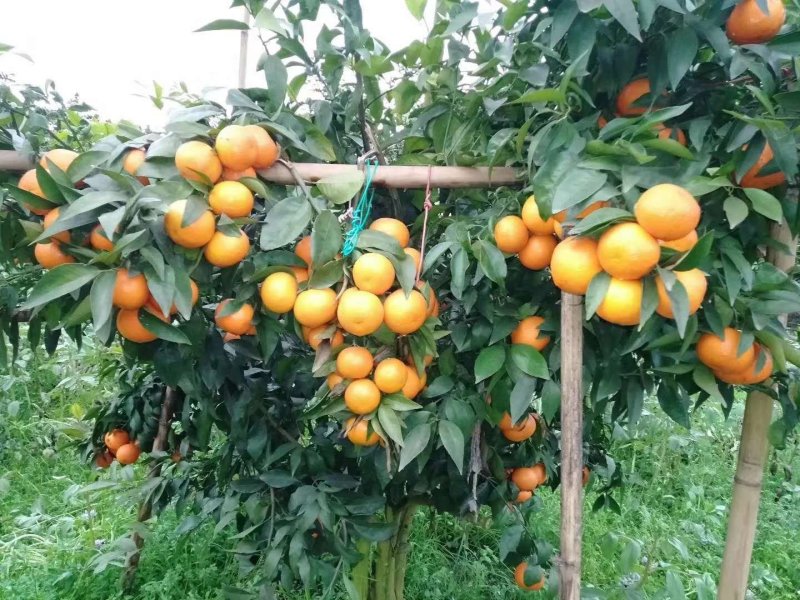 【热卖】重庆开州沃柑诚信代办量大质优欢迎致电