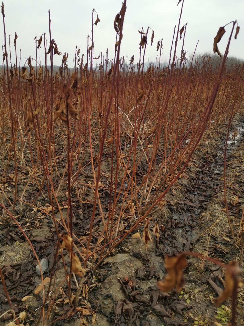 紫叶枫箱果苗小苗15-30公分，风箱果工程苗保证质量
