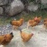 骚鸡公~6个月多~个个都很骚~