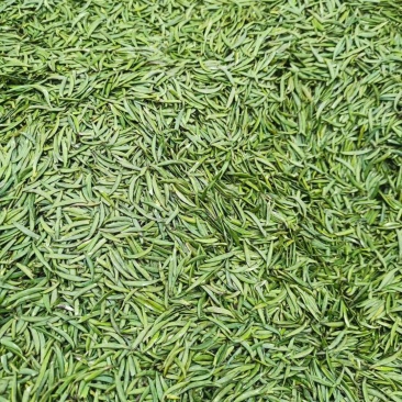 高山茶产地直销