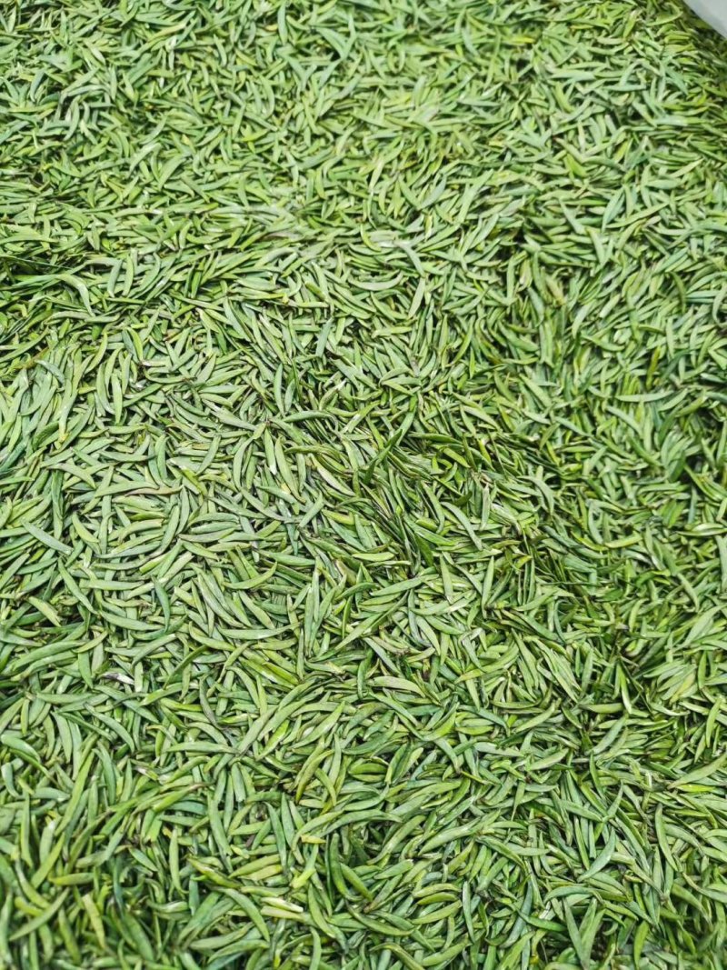 高山茶产地直销
