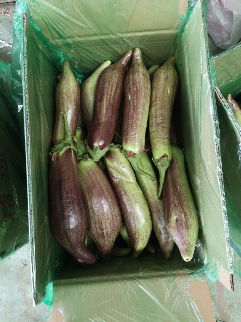 面包茄