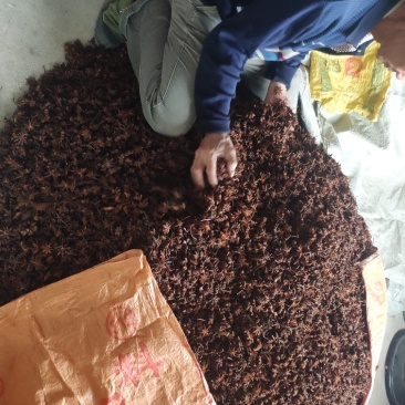 优质农户水烫无硫大红果，百家果，精品。