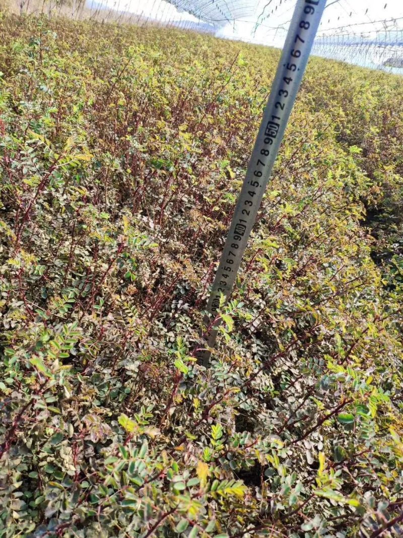 黄刺玫播种苗扦插苗大量出售秋季大量出售现货
