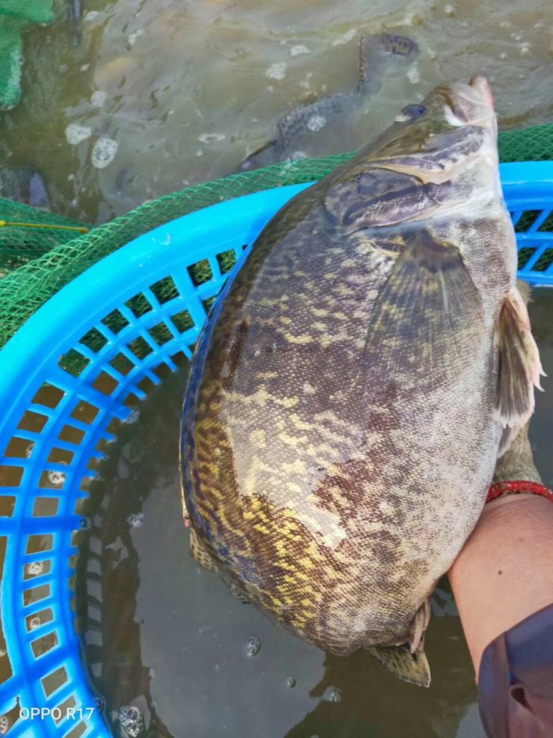 桂鱼苗已驯化饲料桂鱼苗+自孵水花(基地直供，提供技术)