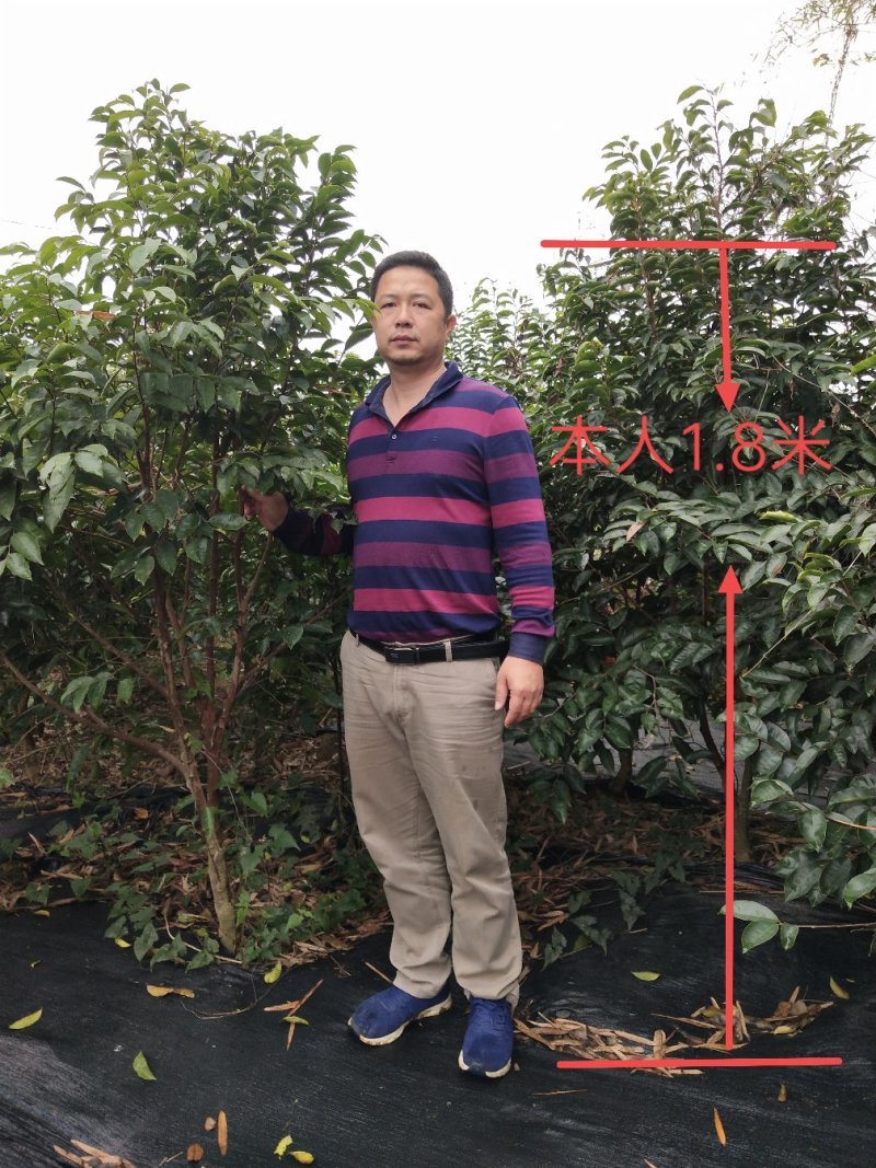 正宗名贵沉香苗芽接奇楠沉香苗黄金树带泥大杯苗