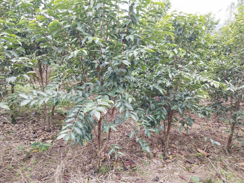 正宗名贵沉香苗芽接奇楠沉香苗黄金树带泥大杯苗