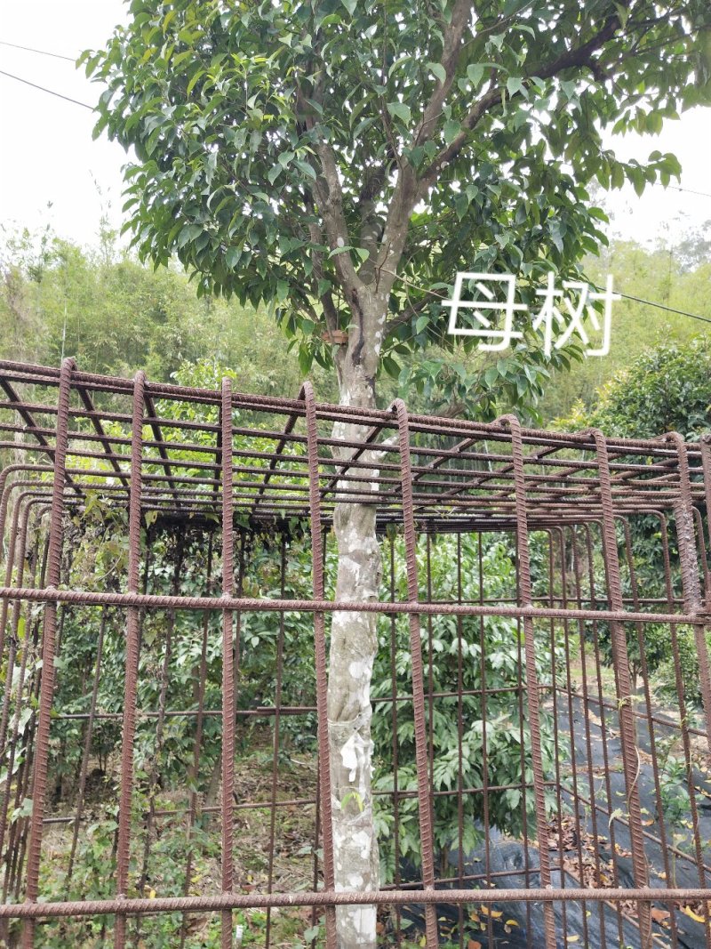 正宗名贵沉香苗芽接奇楠沉香苗黄金树带泥大杯苗