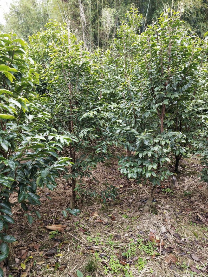 正宗名贵沉香苗芽接奇楠沉香苗黄金树带泥大杯苗