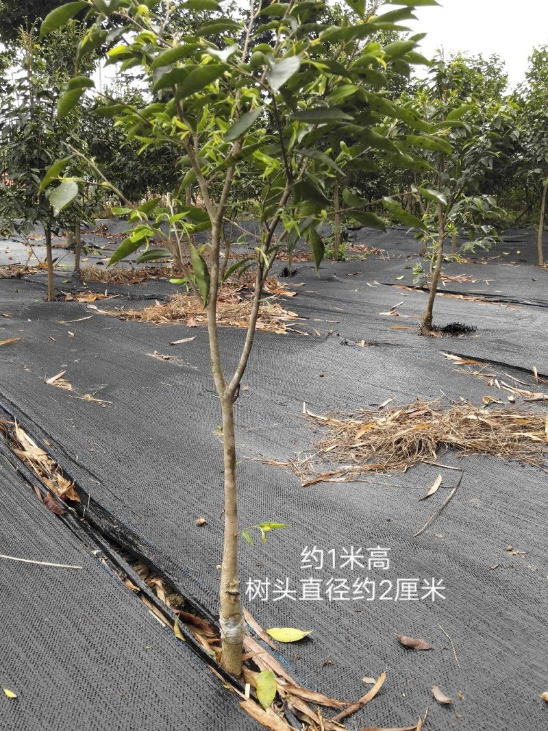 正宗名贵沉香苗芽接奇楠沉香苗黄金树带泥大杯苗