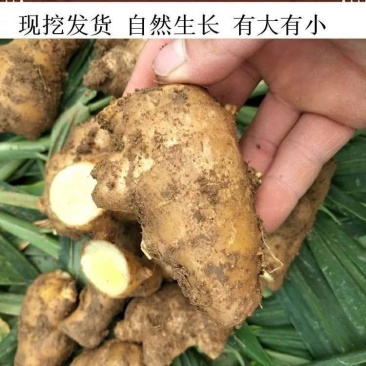 山东生姜老姜1斤姜5斤特价生姜批发黄姜老