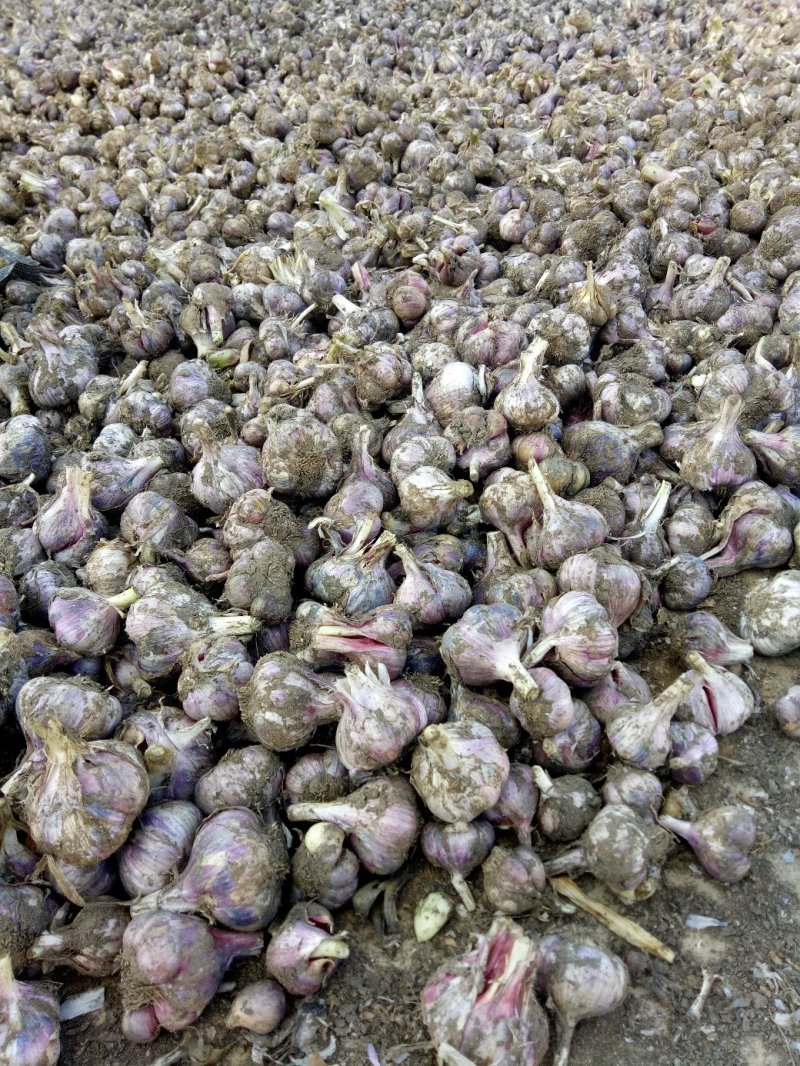 云南高原红大蒜已上市！价格下滑！本地收购商持关望太度！