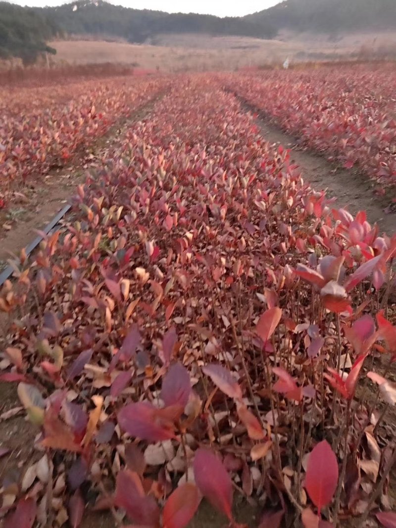 黑果花楸播种苗，大量供应可以全国快递邮寄欢迎订购