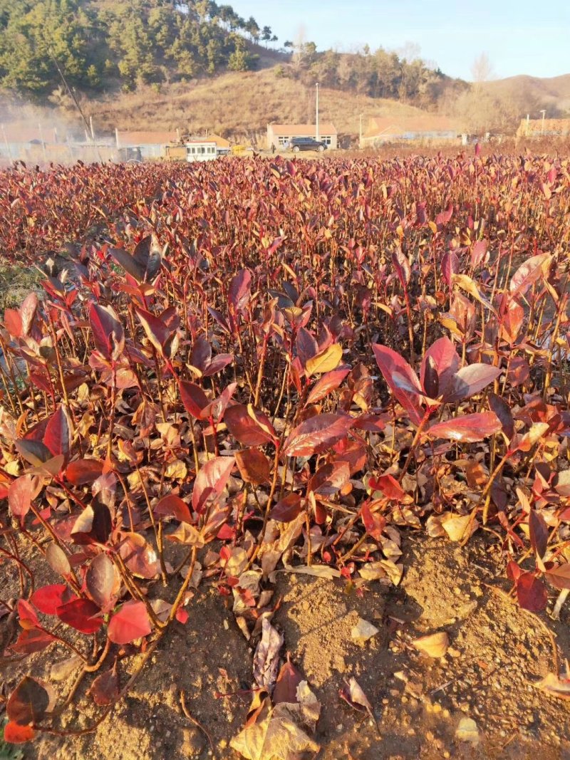 黑果花楸播种苗，大量供应可以全国快递邮寄欢迎订购