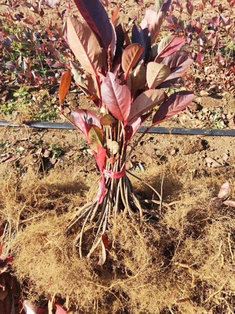 黑果花楸播种苗，大量供应可以全国快递邮寄欢迎订购