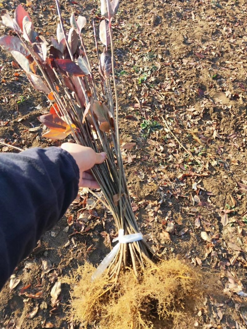 黑果花楸播种苗，大量供应可以全国快递邮寄欢迎订购