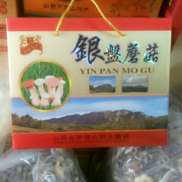 芦芽山纯野生银盘蘑菇