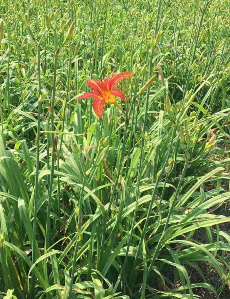大花萱草：根系发达质量有保证价格合理可以实地考察支持线上