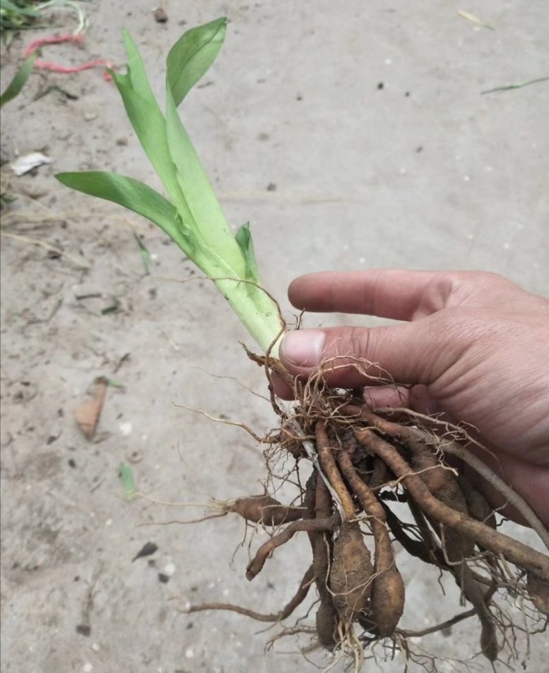 大花萱草：根系发达质量有保证价格合理可以实地考察支持线上