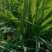 大花萱草：根系发达质量有保证价格合理可以实地考察支持线上