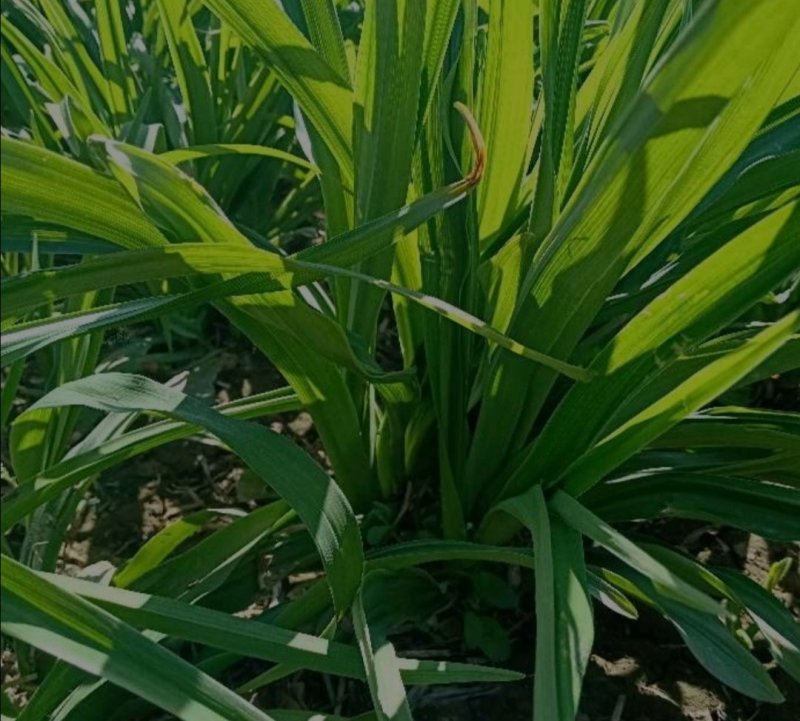 大花萱草：根系发达质量有保证价格合理可以实地考察支持线上