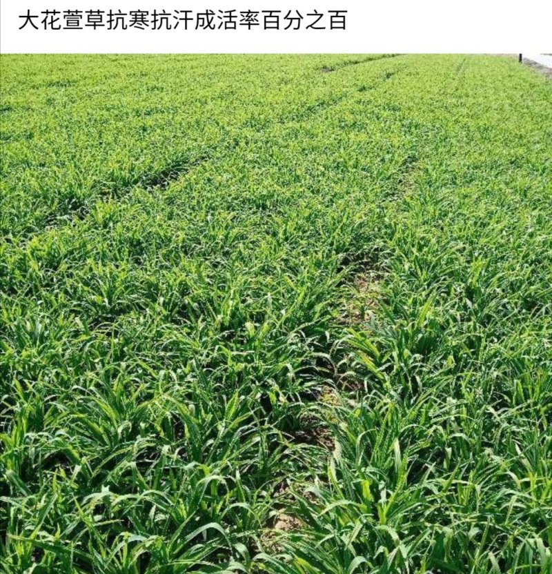 大花萱草：根系发达质量有保证价格合理可以实地考察支持线上