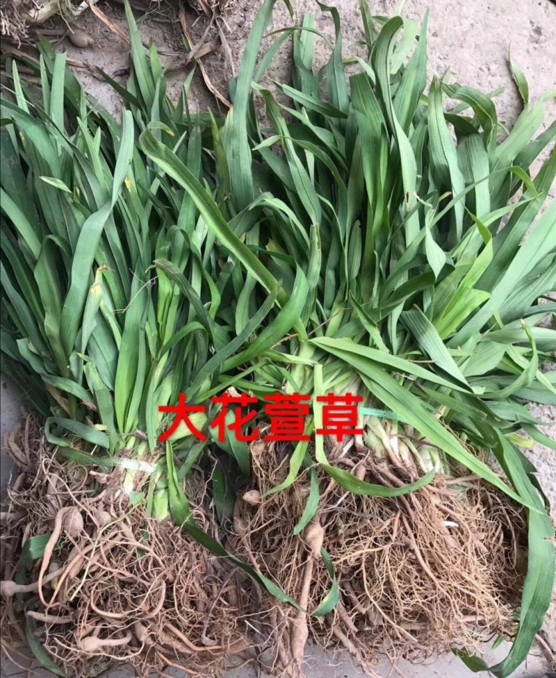 大花萱草：根系发达质量有保证价格合理可以实地考察支持线上