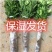 沙糖桔树苗矮化盆栽地栽南北方种植嫁接年优质苗精选苗