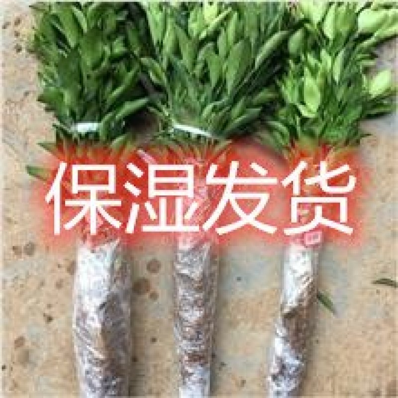 沙糖桔树苗矮化盆栽地栽南北方种植嫁接年优质苗精选苗