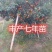沙糖桔树苗矮化盆栽地栽南北方种植嫁接年优质苗精选苗