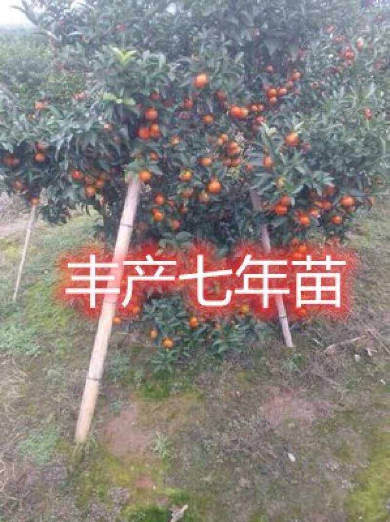 沙糖桔树苗矮化盆栽地栽南北方种植嫁接年优质苗精选苗
