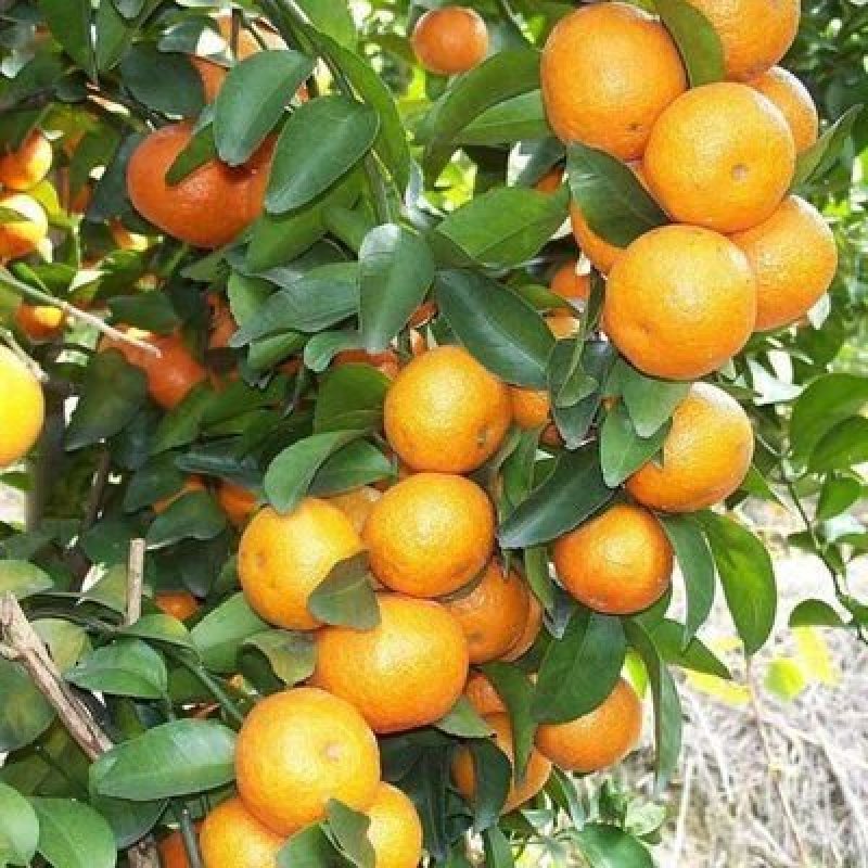 沙糖桔树苗矮化盆栽地栽南北方种植嫁接年优质苗精选苗