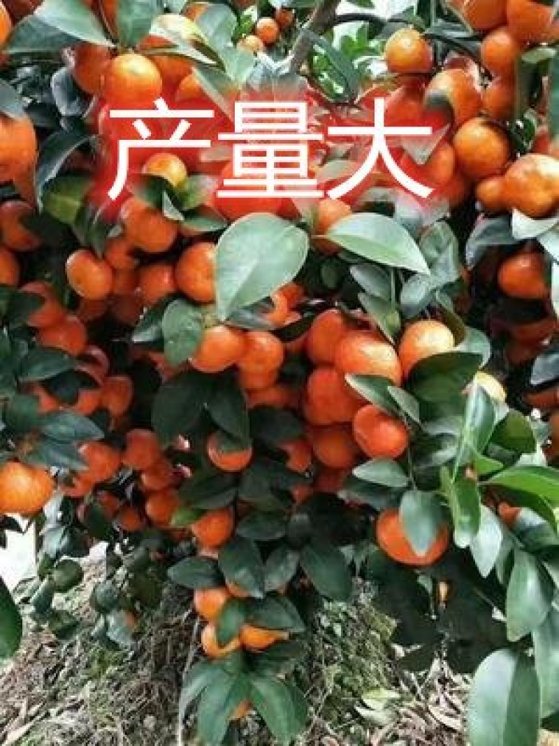 沙糖桔树苗矮化盆栽地栽南北方种植嫁接年优质苗精选苗