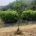 沙糖桔树苗矮化盆栽地栽南北方种植嫁接年优质苗精选苗