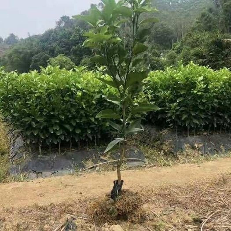 沙糖桔树苗矮化盆栽地栽南北方种植嫁接年优质苗精选苗