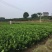 沙糖桔树苗矮化盆栽地栽南北方种植嫁接年优质苗精选苗