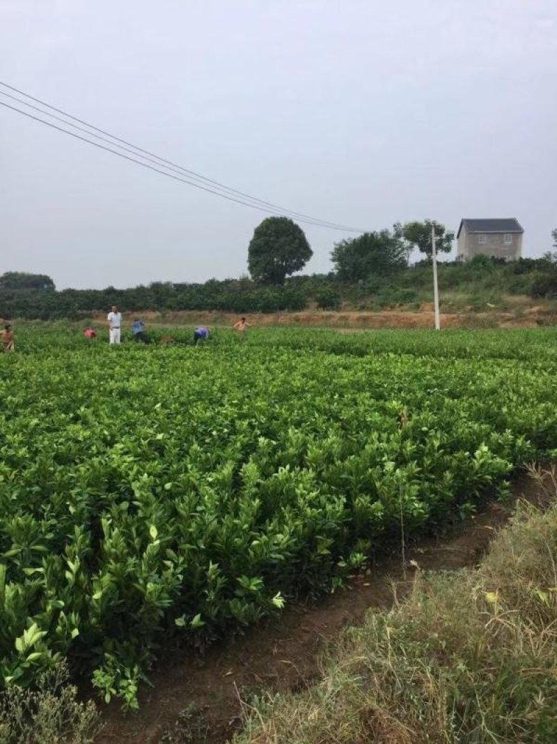 沙糖桔树苗矮化盆栽地栽南北方种植嫁接年优质苗精选苗