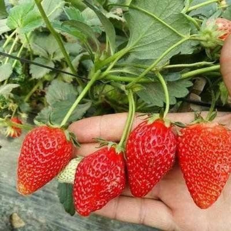 草莓苗南方北方种植盆栽地栽优质脱毒苗