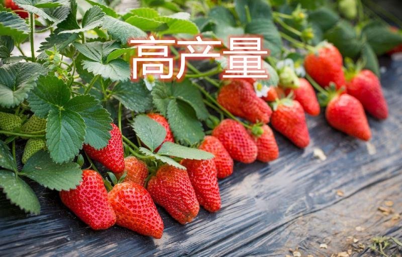草莓苗南方北方种植盆栽地栽优质脱毒苗