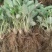 草莓苗南方北方种植盆栽地栽优质脱毒苗